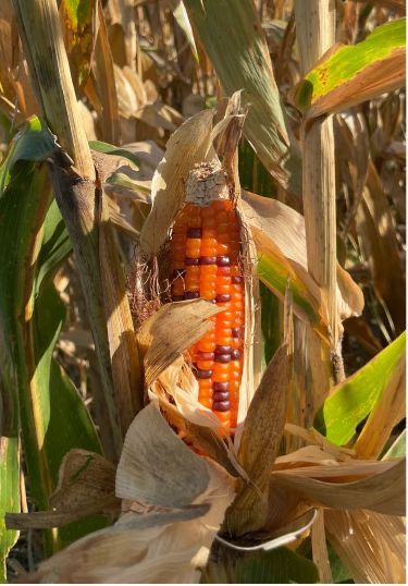 GMO CORN